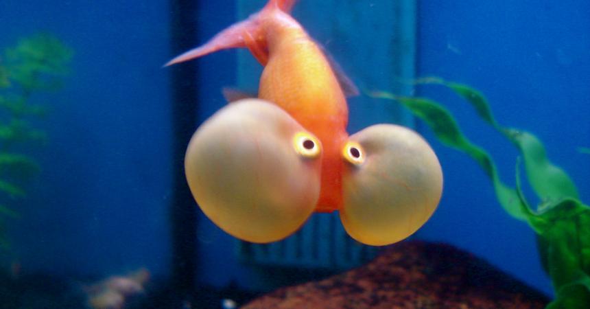 Mouthfill - Bubble Eyes goldfish